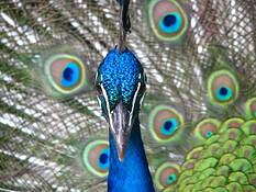 Peacock_stare