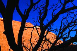 Canyon_juniper