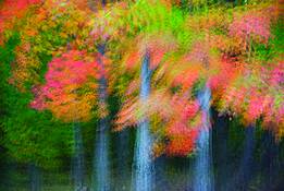 Fall_trees