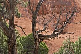 Junipers