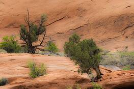 Leaning_tree