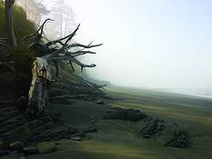 Driftwood_tree