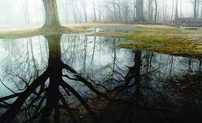 Springs_puddles