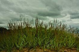 Beach_grass