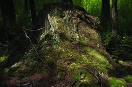 Forest_decay