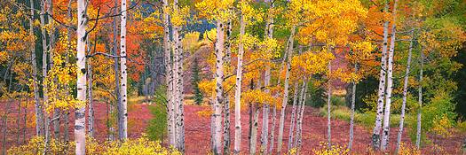 Aspens_and_mountain_stream