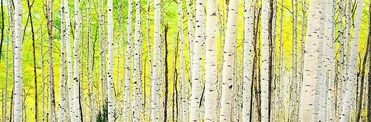 Aspens_in_morning_sunshine