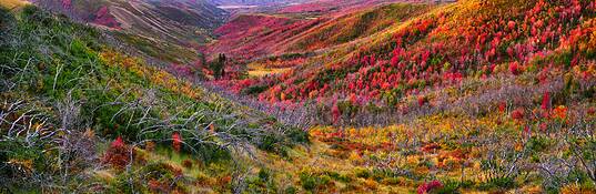 Autmn_maples_sunrise