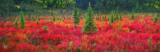 Dwarf_birch_and_black_spruce_trees