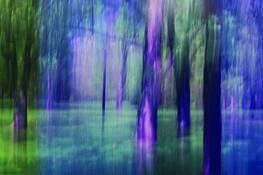 Back_yards