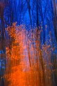 Fiery_tree