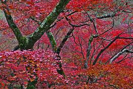 Series_of_trees