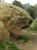 Lizard_rock