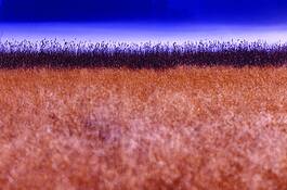 Cane_thicket