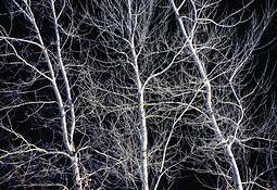 Trees