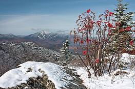 Barry_bush_and_view_of_whiteface_mountain