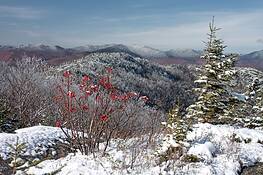 Barry_tree_on_jay_mountain