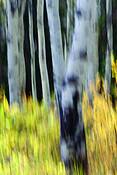 Burning_forest