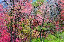 Autumn_carnival