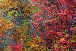 Clinging_to_the_hillside