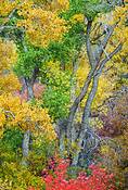 Dancing_trees