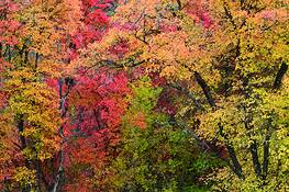 Hobble_creek