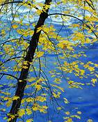 Big_leaf_maple_over_merced