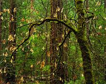 Black_oak_and_leaves