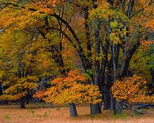 Black_oak_autumn