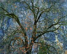 Black_oak_cathedral