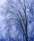 Black_oak_winter
