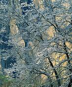 Branches_and_snow