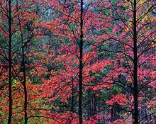 Dogwood_silhouette