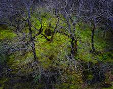 Enchanted_woods