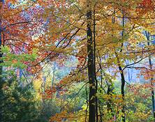 Cedar_pond