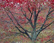 Red_maple