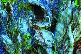 Old_wood_6