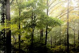 Forest_green