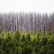 Yellowstone_30_years_after_the_fires