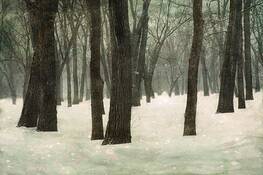 In_the_forest