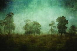 Bushllandscape