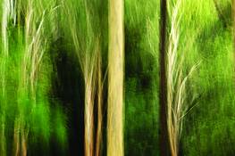Forest_shapes