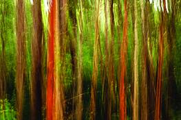 In_the_woods