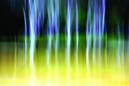Trees_and_river