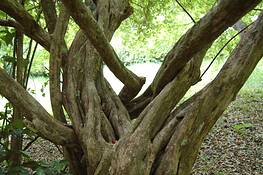 Cherry_tree