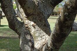 Sweet_cherry_tree