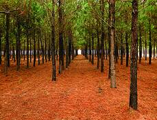 Pulp_forest
