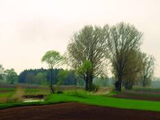 Trees___pond