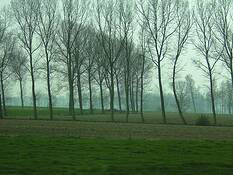 Trees_in_a_row___grass