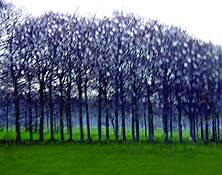 Water_drops_on_trees